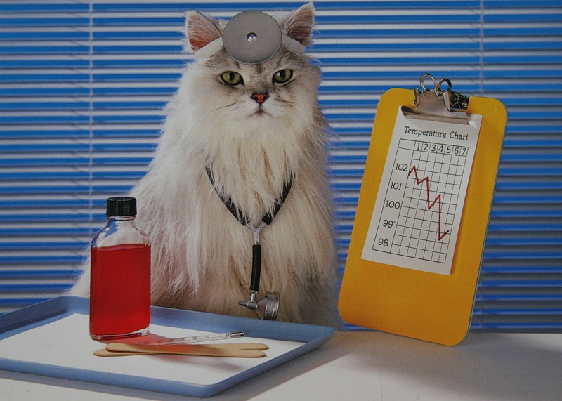Лечение с помощью Кошек | Питомник Шотландских кошек Lenis Animal