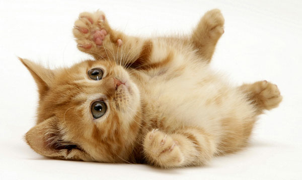 Продолжительность жизни кошки. Соотношение возраста кошки и человека. |  Питомник Шотландских кошек Lenis Animal